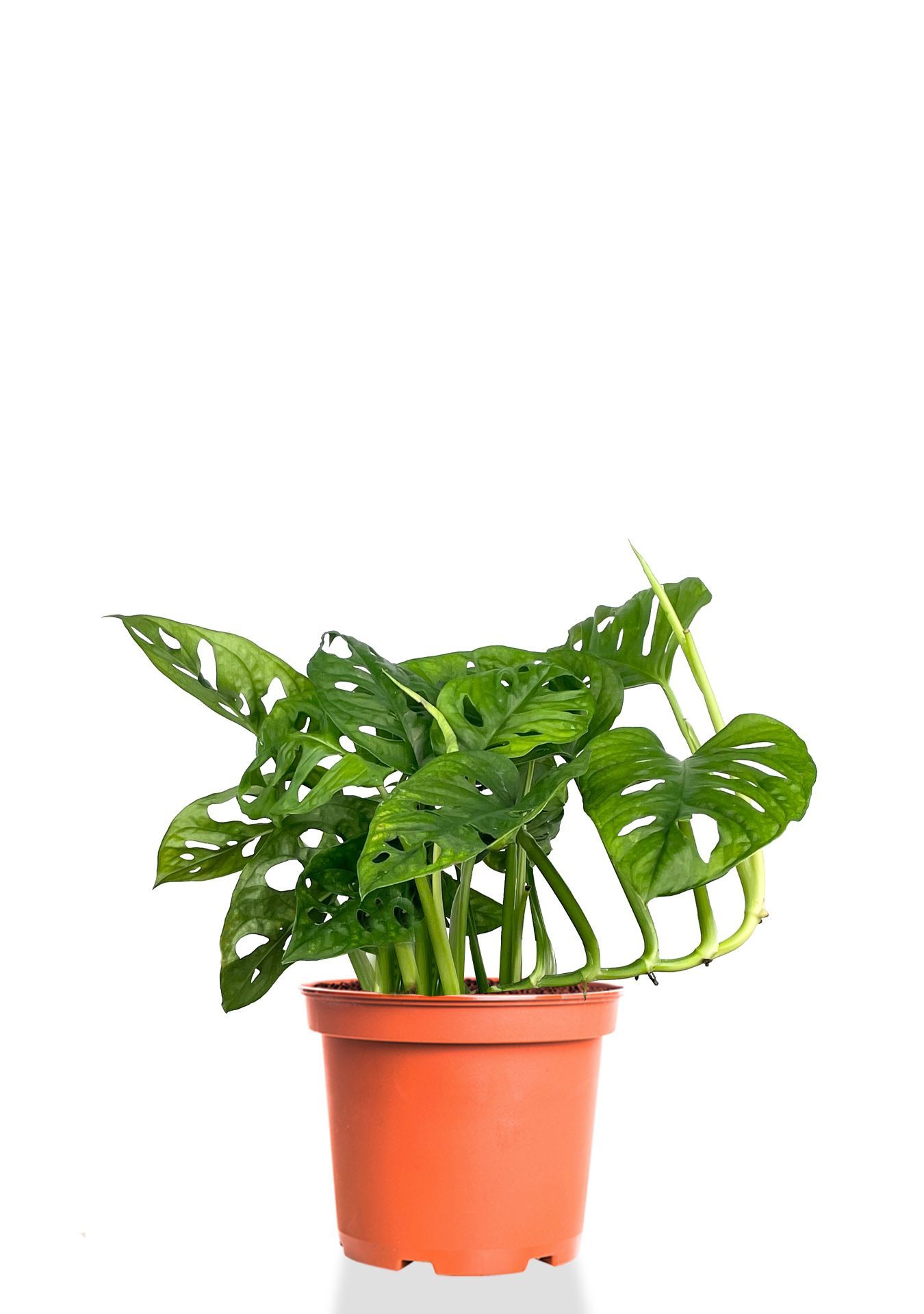 Монстера Манки Мэск d12 Tim 