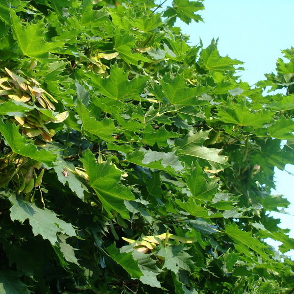 Клен остролистный h180-200 