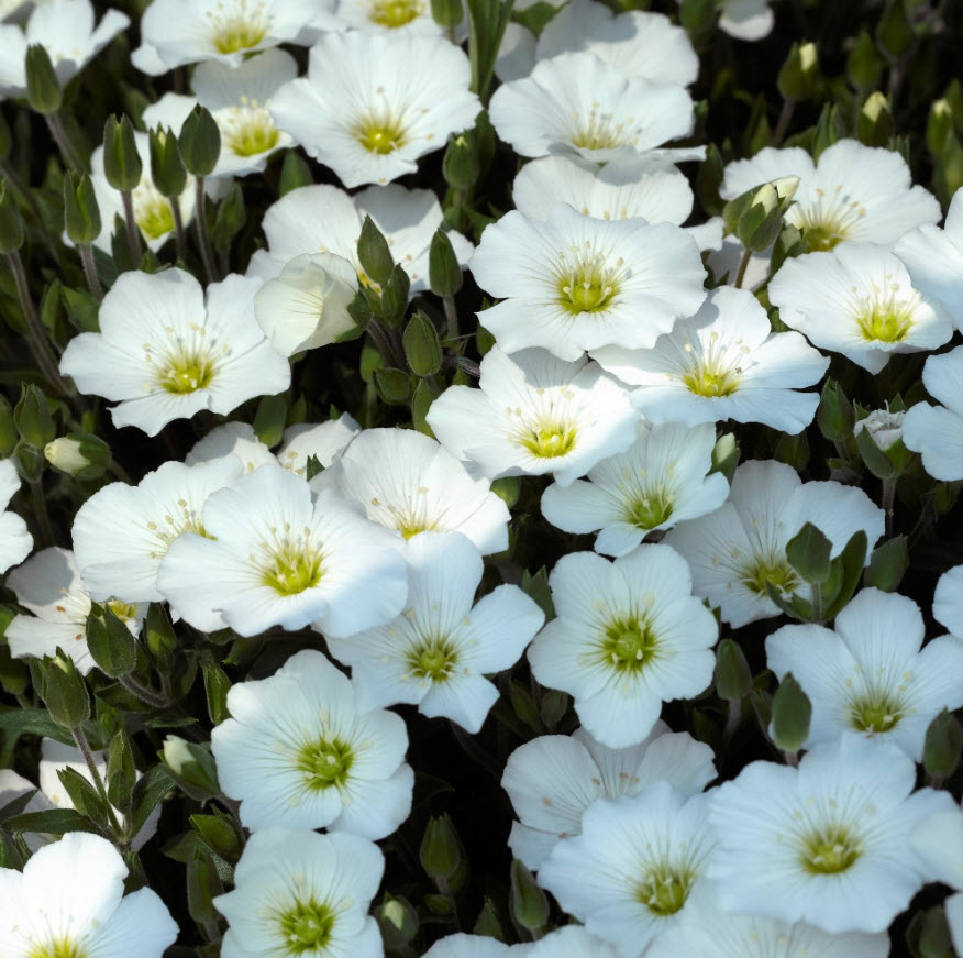 Аренария горная Близзард d12 ХР 