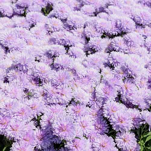 Астра Шоумэйке Лилак Сансет d12 сх ХР 