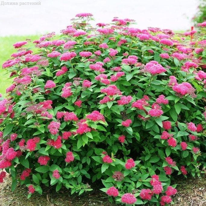 Спирея японская Дардс Ред с2/с3 GV 