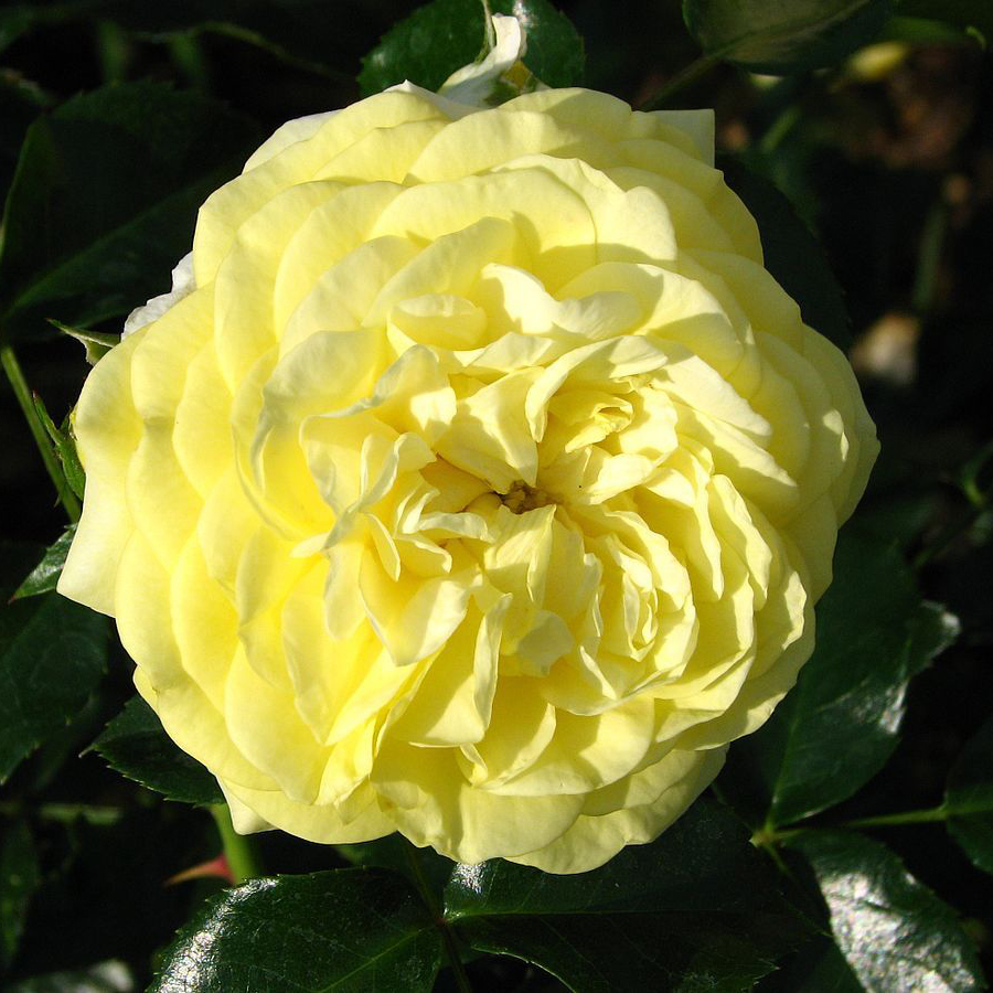 Роза флорибунда Солеро v5 Dem 