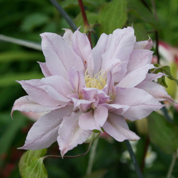 Клематис Виолет Элизабет v2 CL 