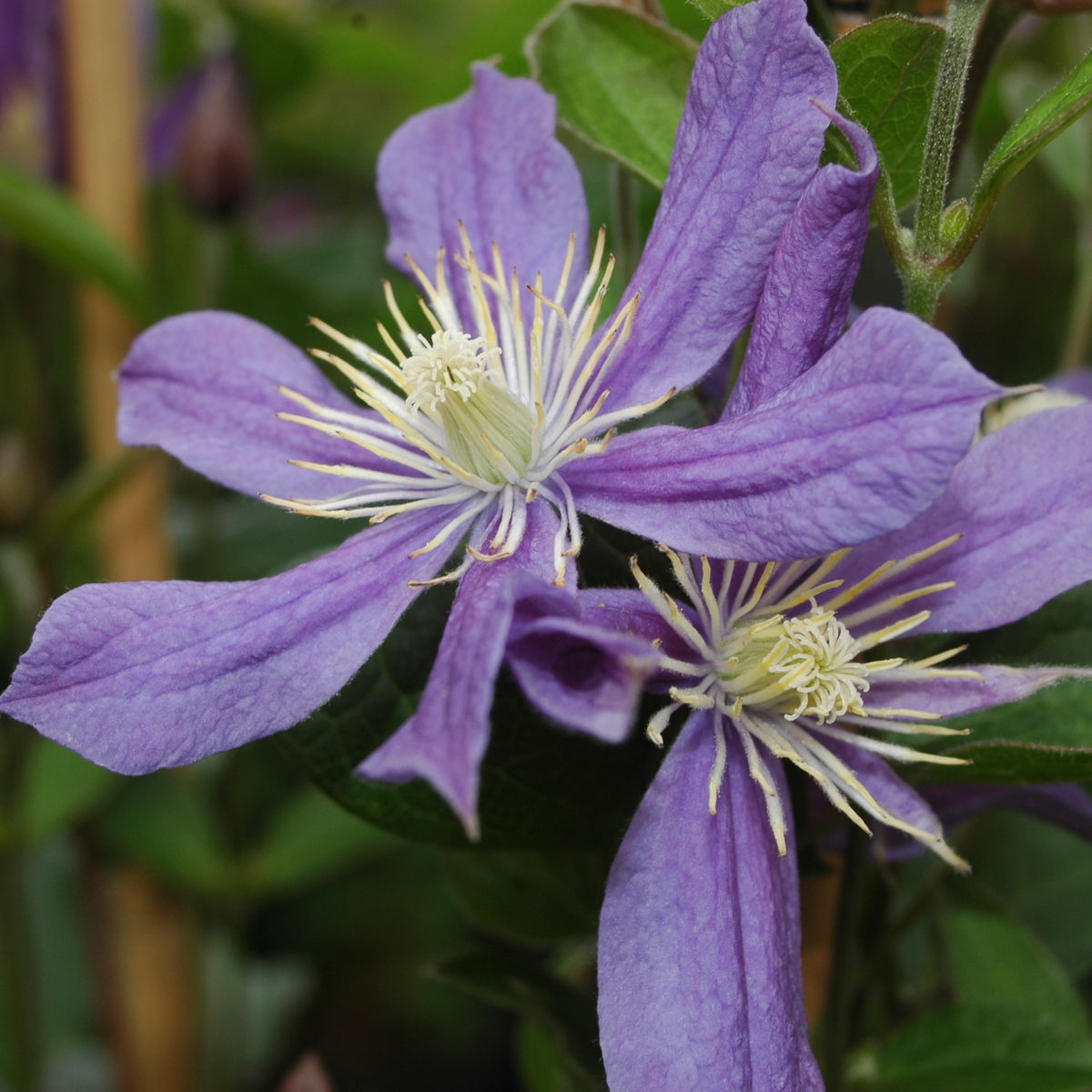 Клематис Арабелла v2 BI 