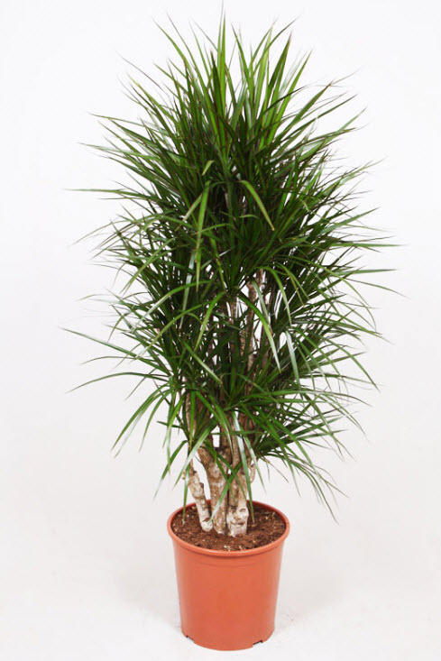 Драцена Маргината d19 h80 