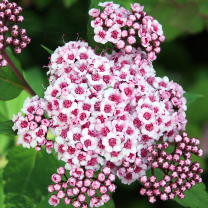 Спирея японская Спарклинг Шампейн v3 h30-40 