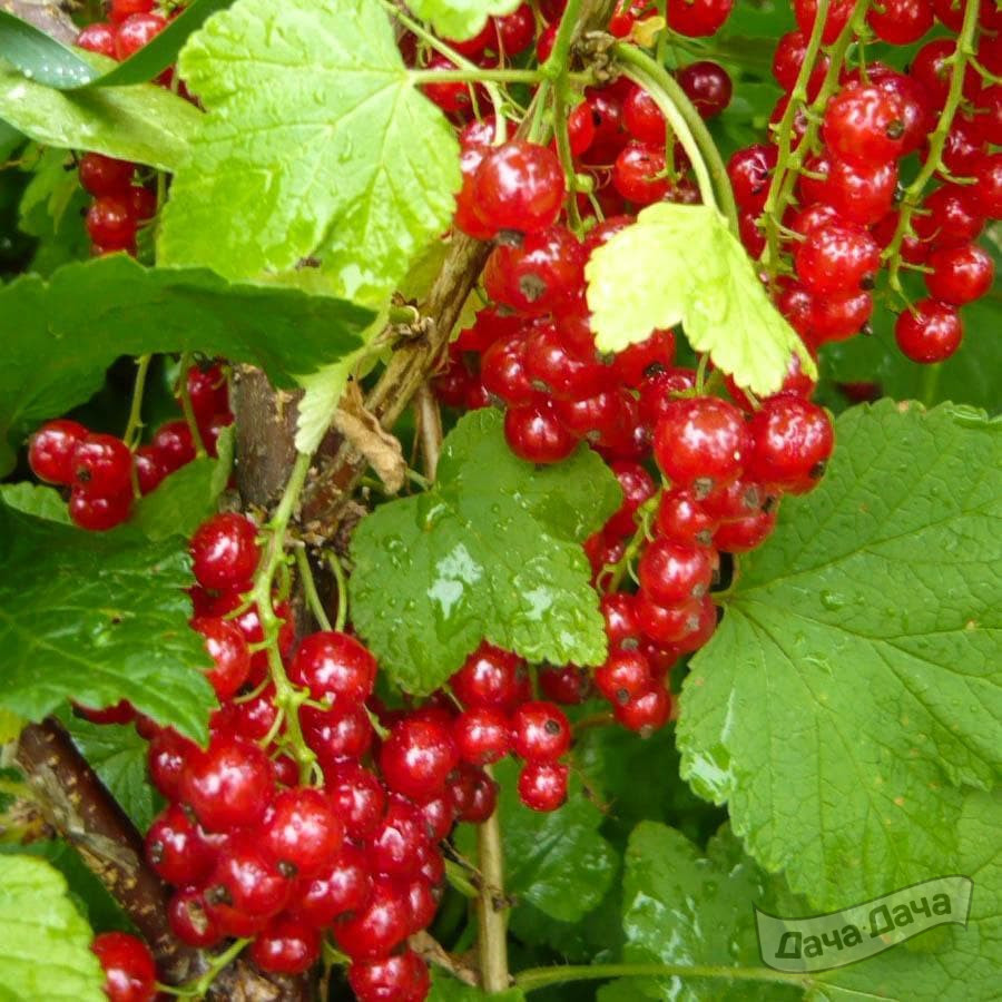 Смородина красная Андрейченко v1 Tim 