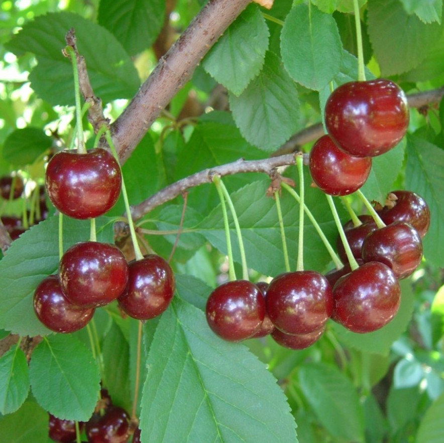 Дюк Лакомка 3-х летка Tim 