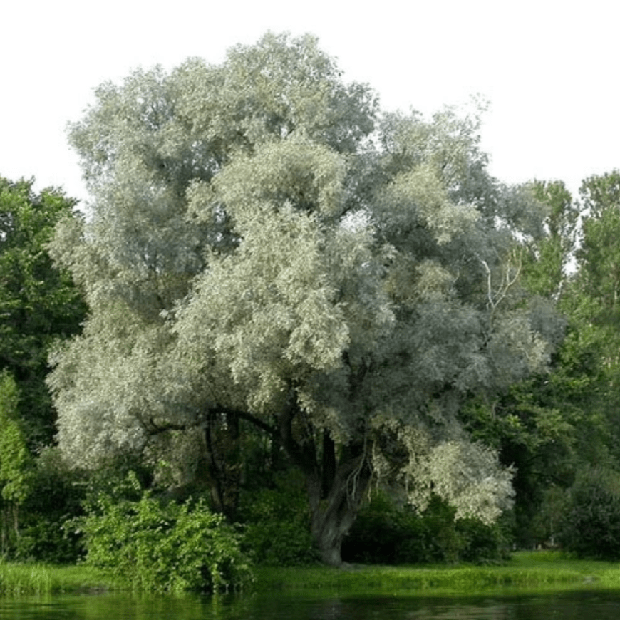 Ива декоративная Белая Серебристая v3 100-120 Sav 