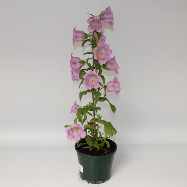 Колокольчик карпатский (ЛФ) D12 