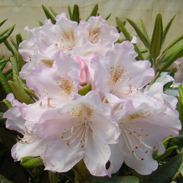 Рододендрон гибридный Ст. Михаэль С5 