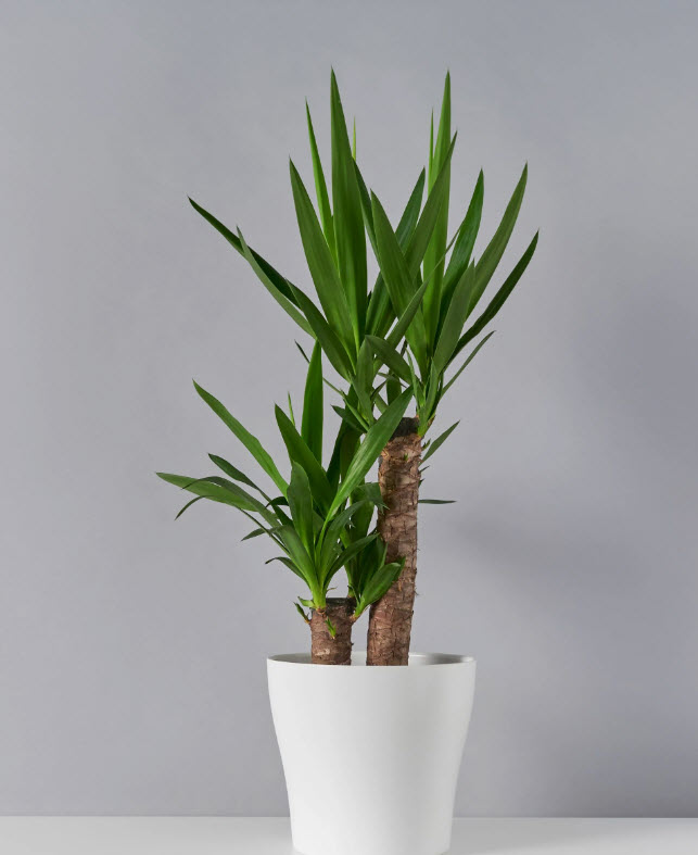 Юкка 2 ств d17 h75 