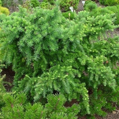 Растение лиственница кемпфера Литл богл C7,5, 80-130 Bor по цене  Растение лиственница кемпфера Литл богл C7,5, 80-130 Bor