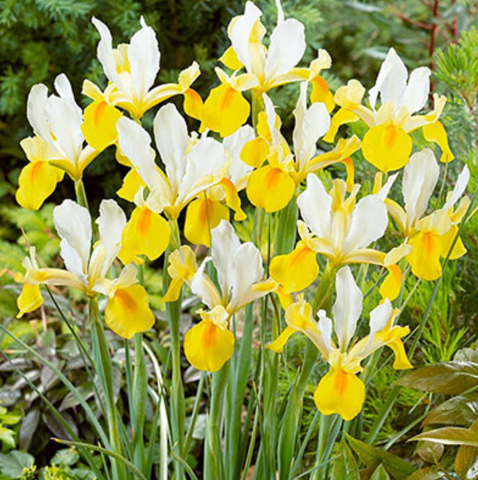 Луковица Ирис голландский Уайт ван Влиет  6/7 10шт. Поиск 