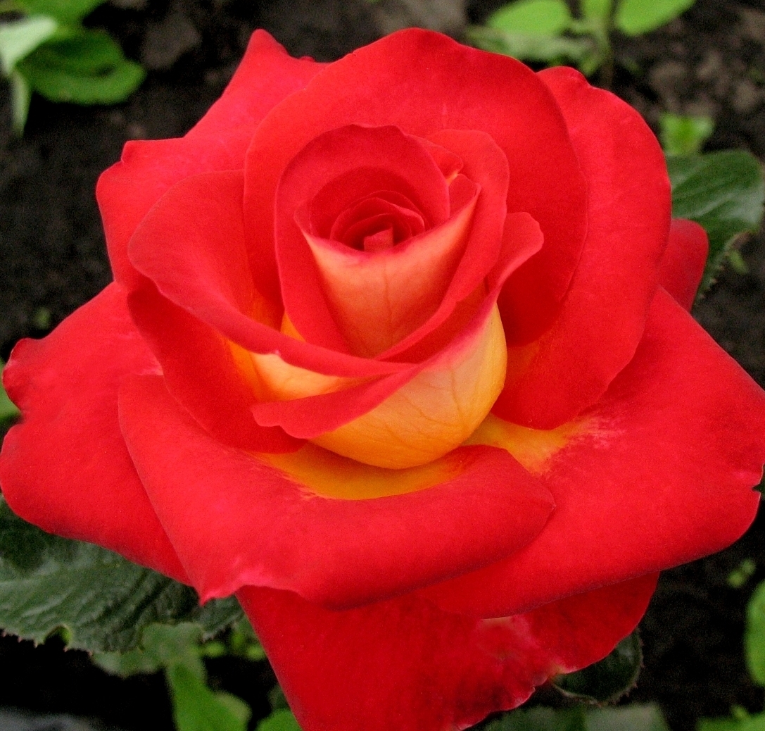 Роза чайно-гибридная Ред Френдшип в коробке ZP 