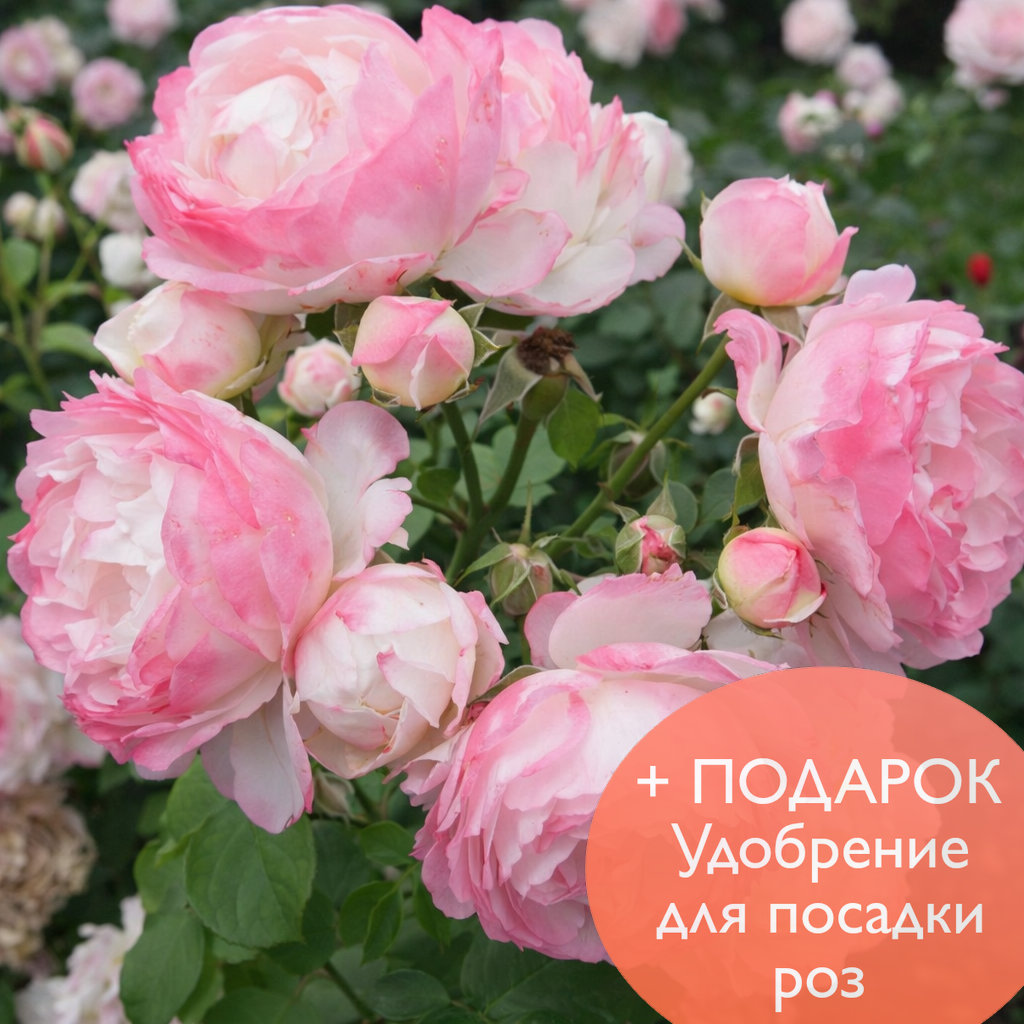 Роза Флорибунда Андре Брише в коробке Биосфера 