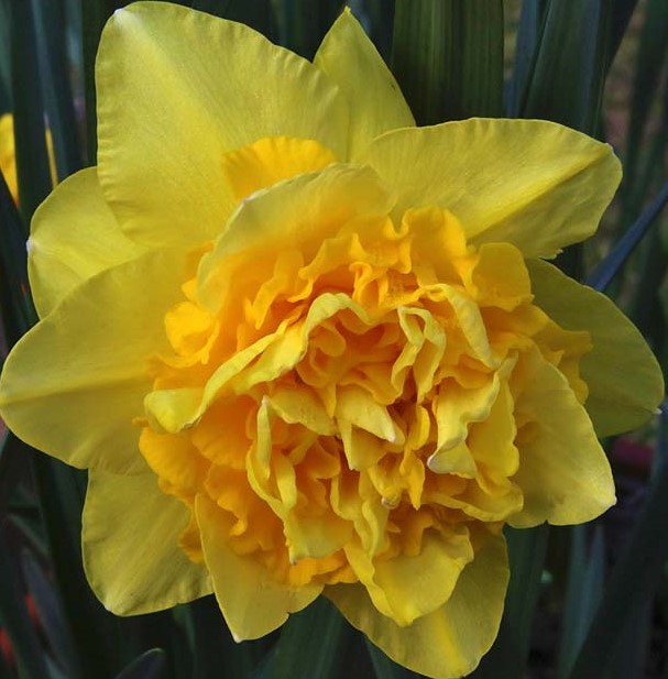 Луковица Нарцисс Дик Вилден 12-14 5шт 