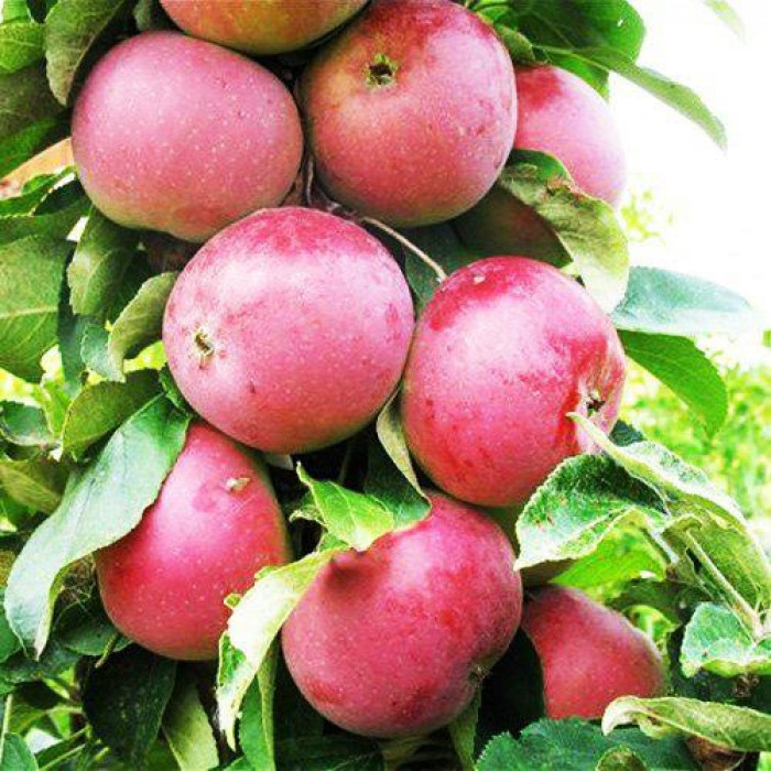 Яблоня колонновидная Гранатовый браслет v7 60-80 Tim 