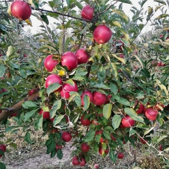 Яблоня Айдаред v3,5 ХР 