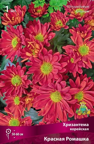 Корневище Хризантема корейская Красная ромашка I 1шт Поиск 