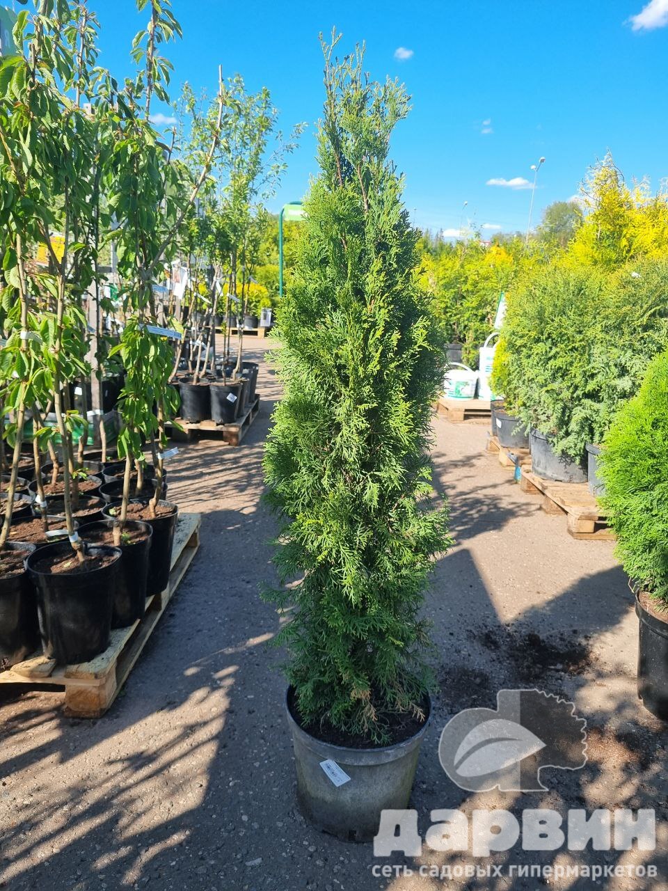 Туя западная Смарагд  C12/15 100-120 Bor 