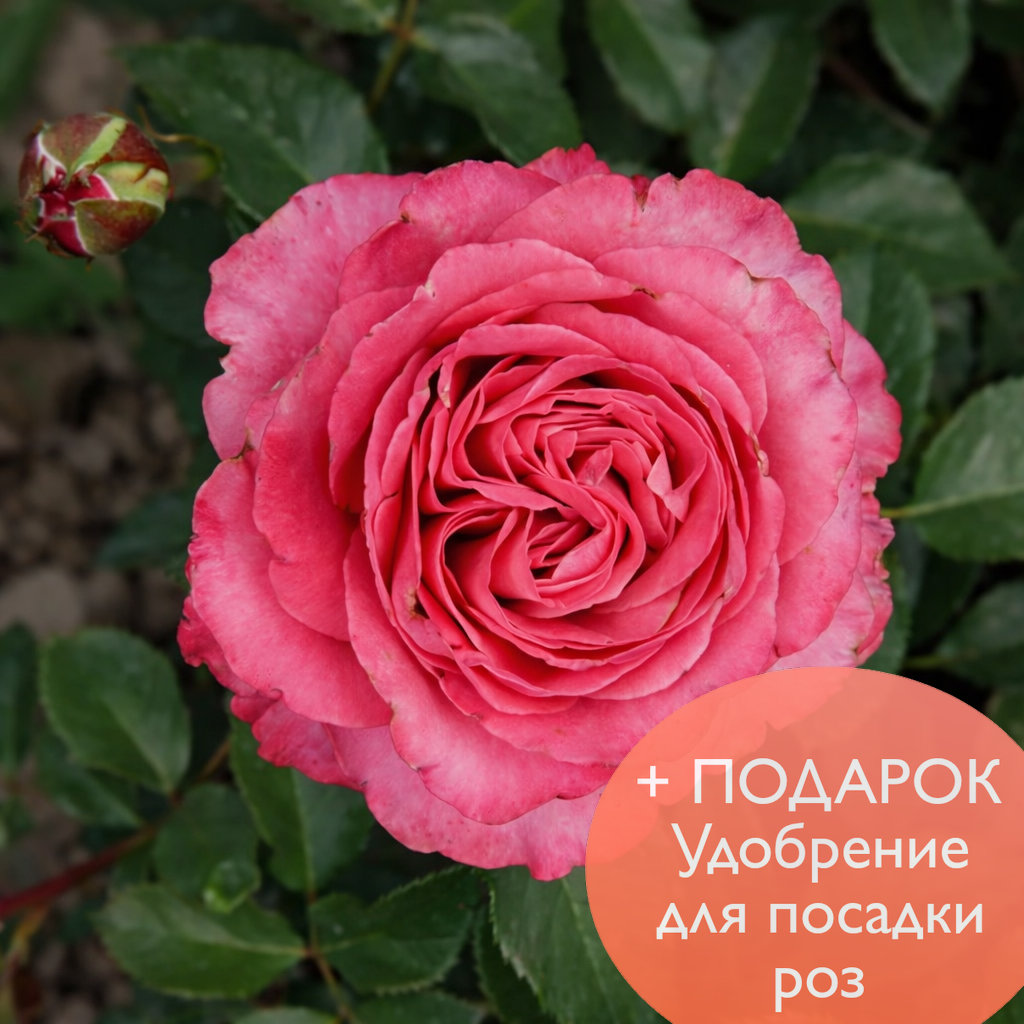 Роза чайно гибридная Олл фо Лав  в коробке Биосфера 