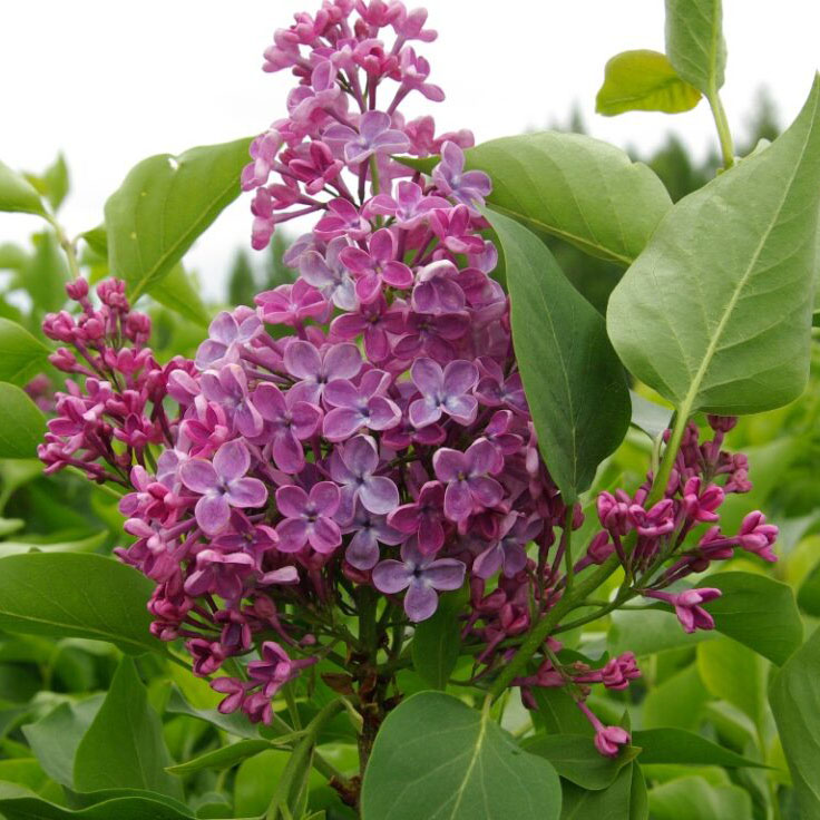 Сирень обыкновенная Мечта v2 Tim 