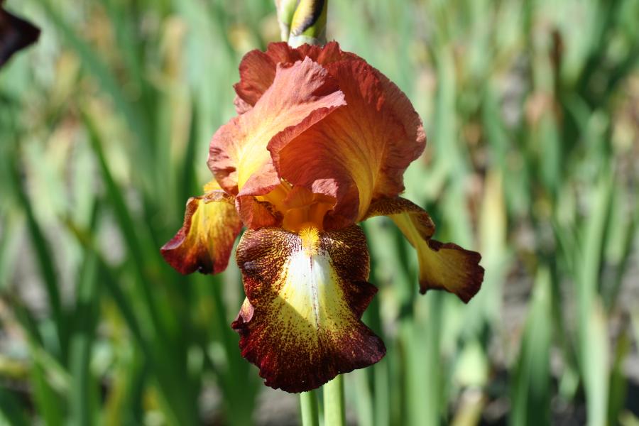 Корневище НВМ Ирис Германский Споттэд Йеллоу (I) 1шт 