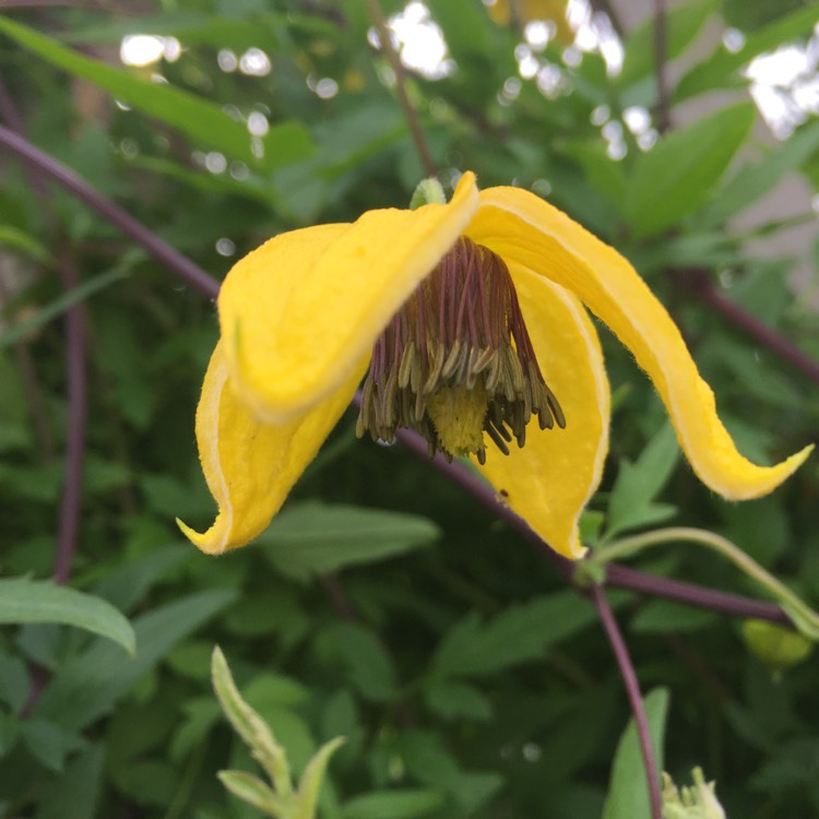 Клематис Билл Мак Кензи v2 