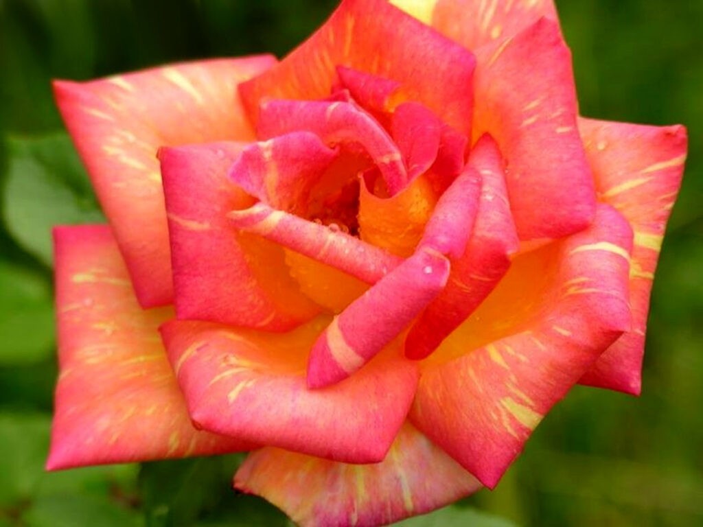 Роза чайно-гибридная Карибия в коробке ЦО 