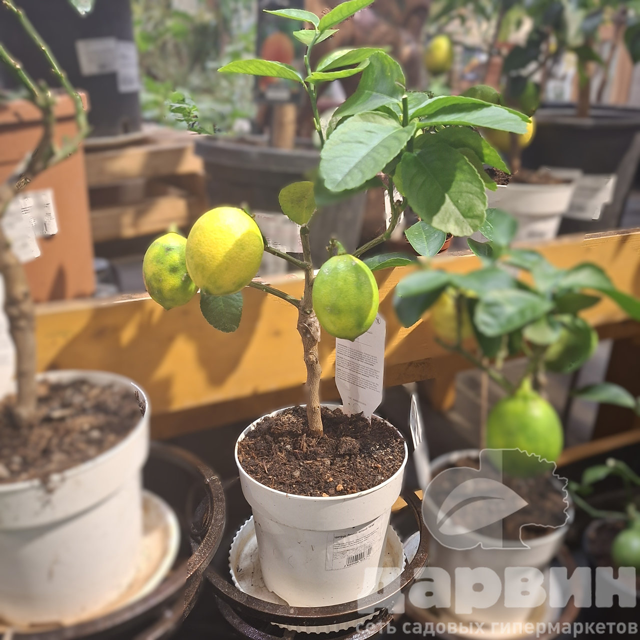 Цитрус Лимон на штамбе d14 h45 