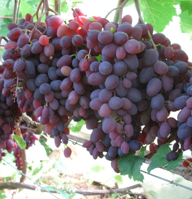 Виноград плодовый Кишмиш Запорожский фиолет v5 Tim по цене  Виноград плодовый Кишмиш Запорожский фиолет v5 Tim