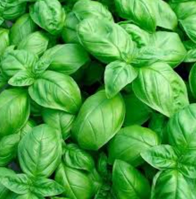 Рассада Базилик Тонус к6 ХР 