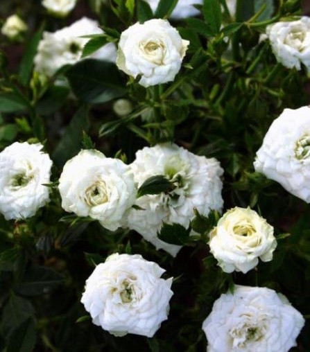 Роза миниатюрная Уайт Гем в коробке AV 