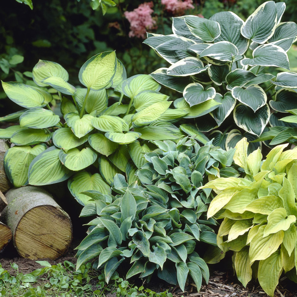 Хоста микс 1 Р9 