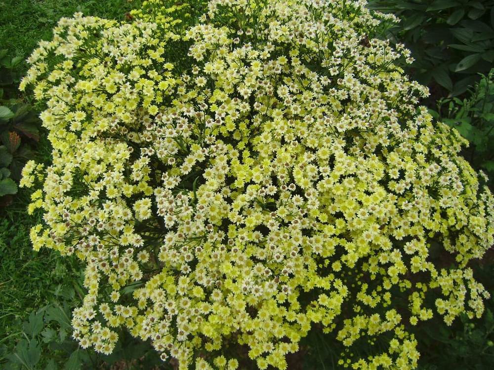 Солидастер v1,5 Push 