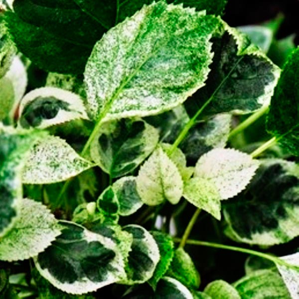 Гортензия черешковая Тэйк э чэнс Р9 