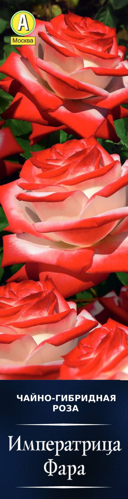 Роза чайно-гибридная Императрица Фара в коробке Аэлита 