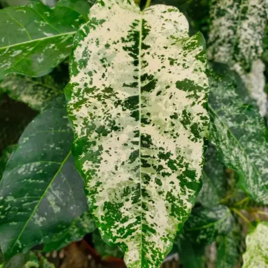 Фикус Сноушторм d17 h90 