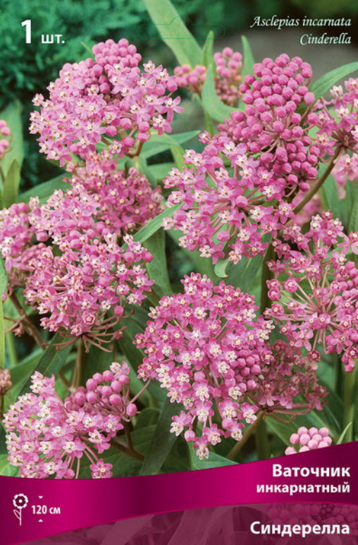 Корневище Ваточник инкарнатный Синдерелла 1шт. Поиск 