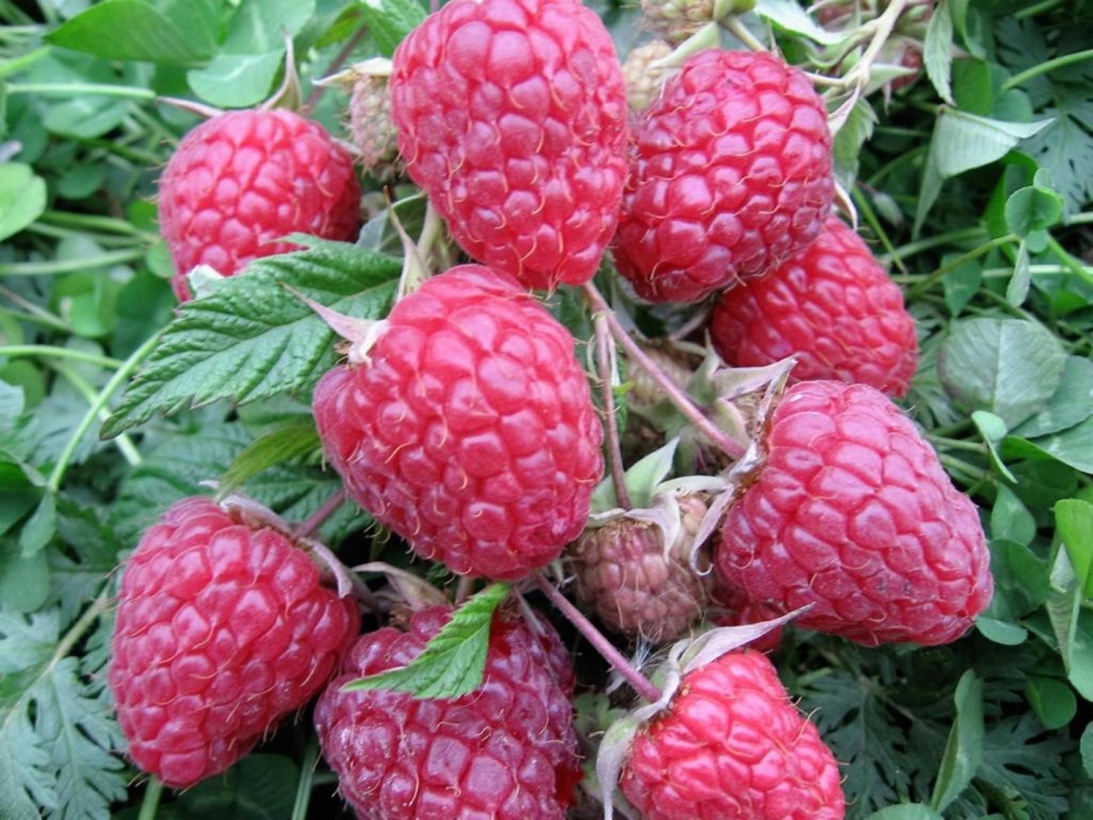 Малина ремонтантная Поклон Казакову красная v1 Tim по цене  Малина ремонтантная Поклон Казакову красная v1 Tim