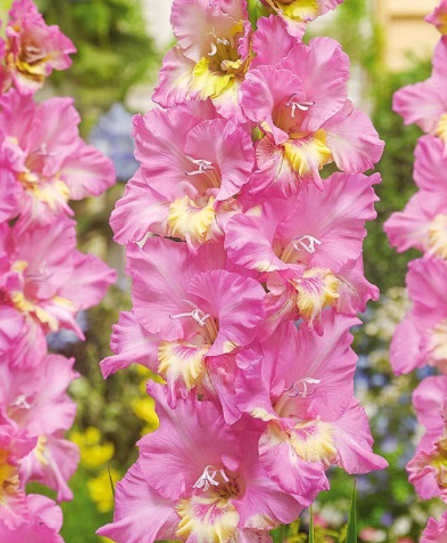 Луковица Гладиолус гофрированный Хэппи Диско 10/12 5шт. Поиск 