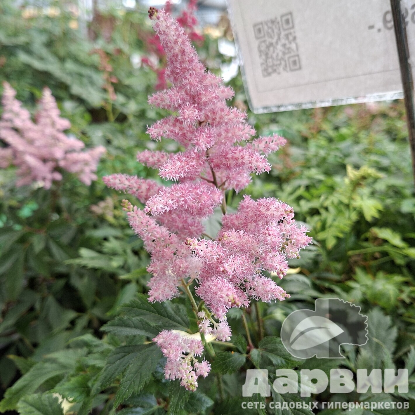 Астильба Систе Тереза v2 Tim 