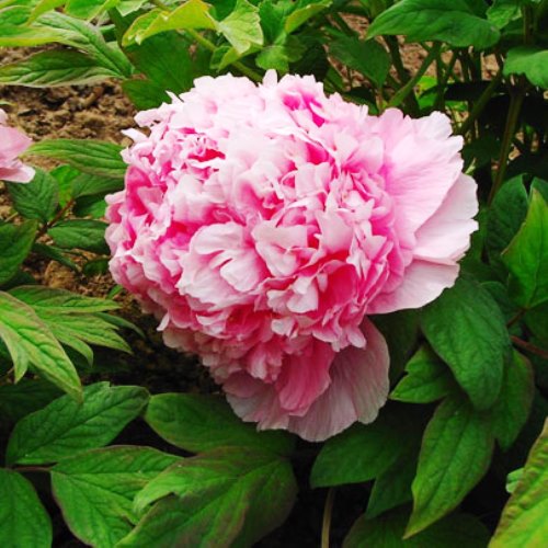 Пион древовидный Розовый Лу 