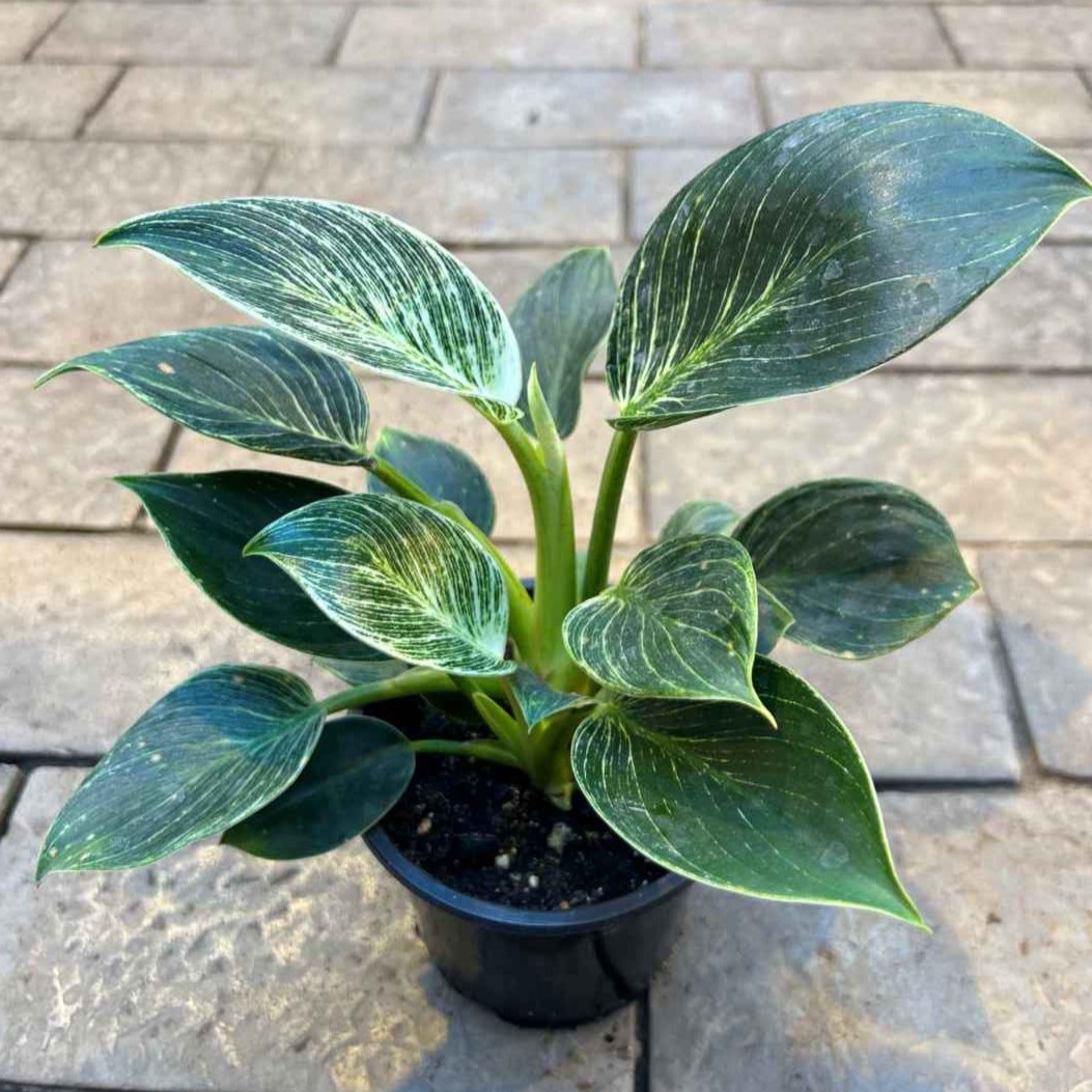 Филодендрон Биркин d11 Tim 