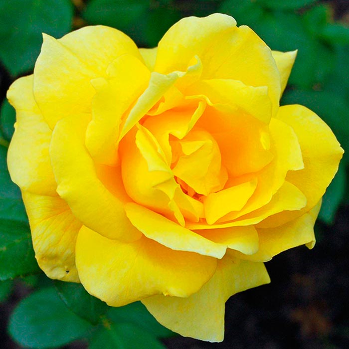 Роза чайно-гибридная Ландора с5, Tim 