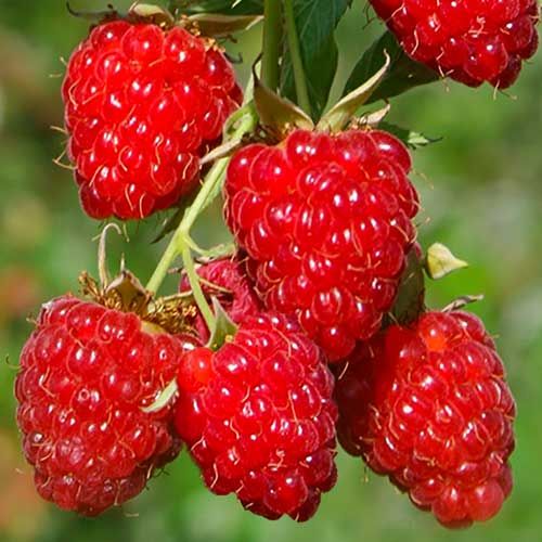 Малиновое дерево Крепыш красн v5 Tim 