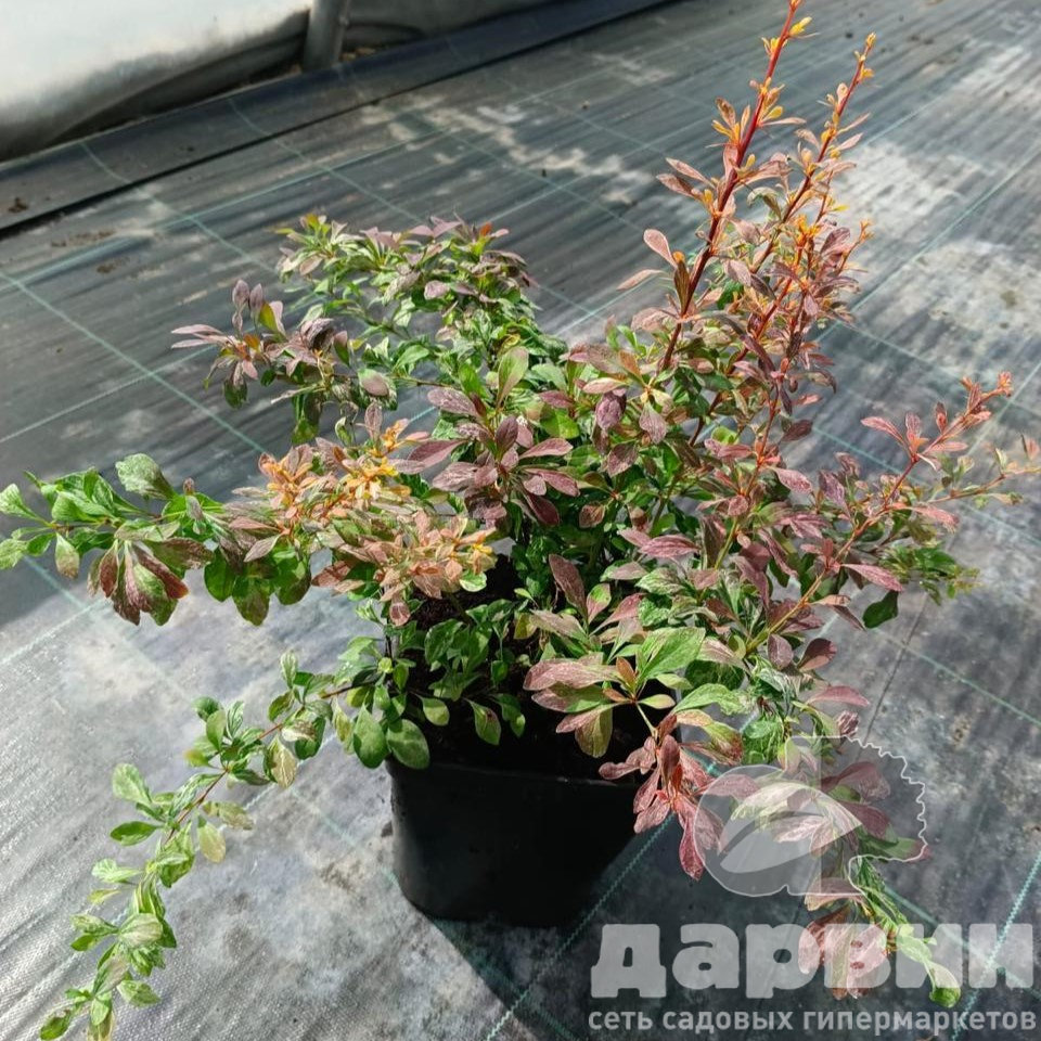 Барбарис тунберга Роуз Глоу v5 Lav 