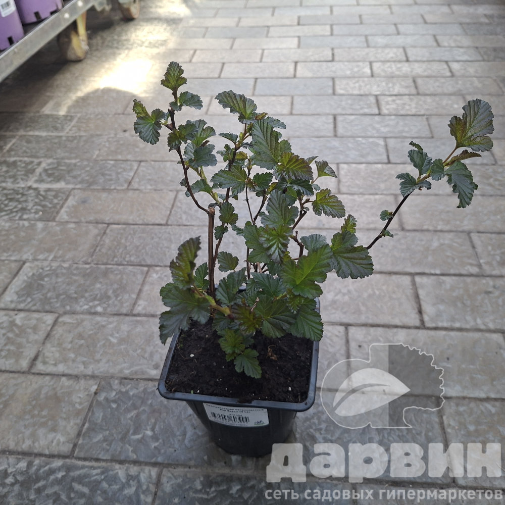 Пузыреплодник калинолистный Ред Барон v2 Lav 