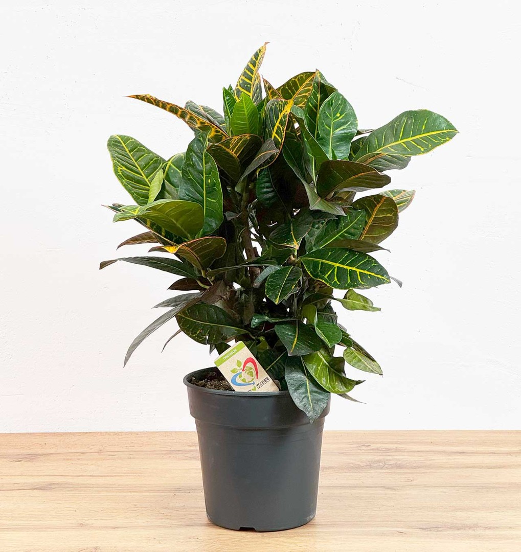 Кодиеум Петра вертакт d21 h70 